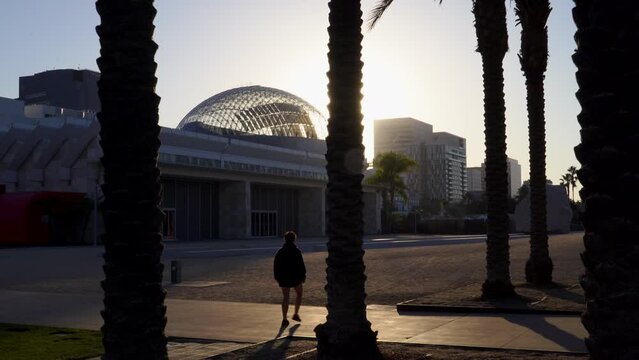 The camera dolly's in following a person through a row of tall and beautiful palm trees at the Los Angeles County Museum of Art (LACMA) during sunset on a sunny California day.