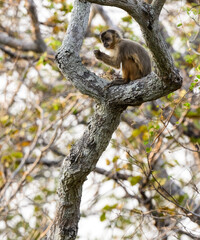 Baby Wild black-striped capuchin monkey also known as the bearded capuchin in the trees