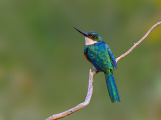 Rufous-tailed jacamar bird sitting on the branch on green background