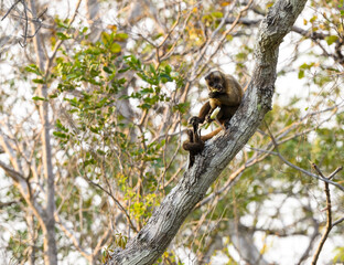 Wild black-striped capuchin monkey also known as the bearded capuchin in the trees