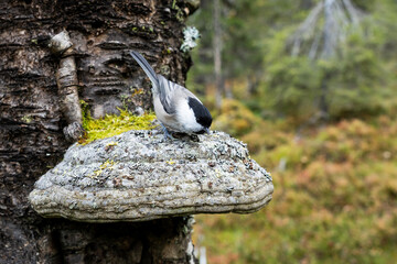 A small Willow tit perched on a large wood fungi in an old-growth forest in Valtavaara near...