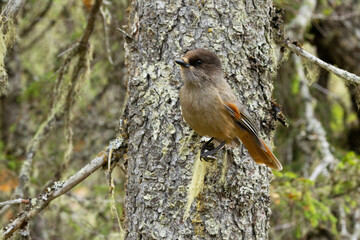 Close-up of a Northern bird Siberian jay perched on a Spruce branch in Valtavaara forest near Kuusamo, Finland