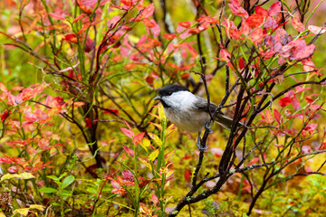 A curious Willow tit, Poecile montanus in the middle of colorful shrubs during autumn foliage in Finnish forest near Kuusamo
