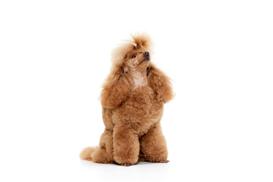 Portrait of cute purebred poodle posing, sitting, looking upwards isolated over white studio background. Concept of domestic animals, care, vet