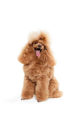 Portrait of cute purebred poodle posing, smiling with tongue sticking out isolated over white studio background. Concept of domestic animals, care, vet