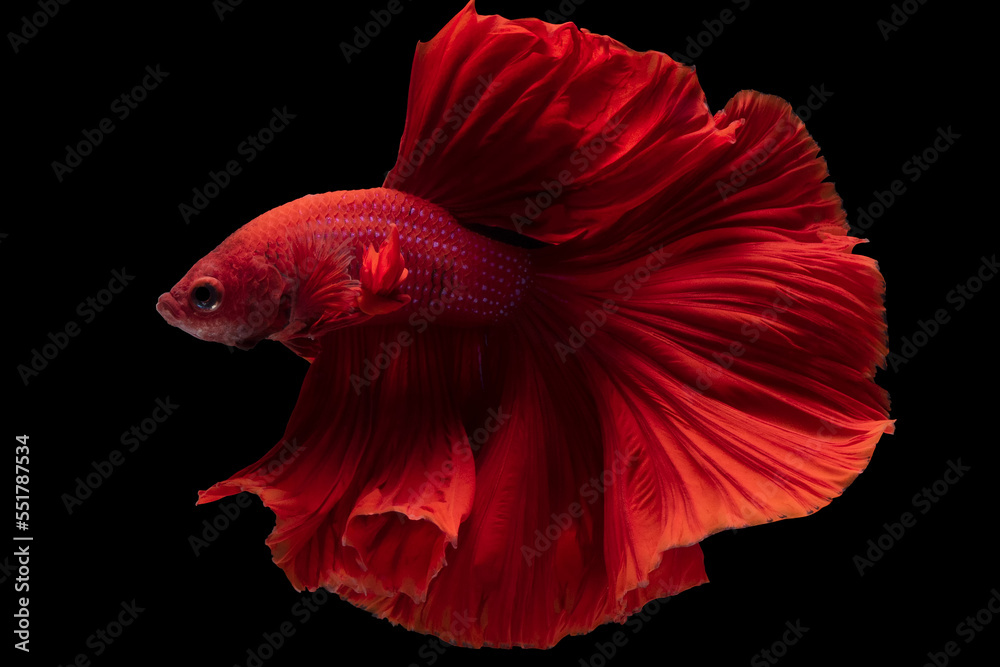 Wall mural Beautiful movement of red betta fish, Siamese fighting fish, Betta splendens isolated on black background. Studio shot.