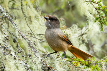 A close-up of a Siberian jay perched in a taiga forest covered with bearded lichen. Shot in Valtavaara near Kuusamo, Northern Finland. 