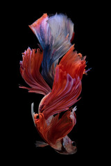 Fototapeta na wymiar Beautiful movement of red white betta fish, Siamese fighting fish, Betta splendens isolated on black background. Studio shot.