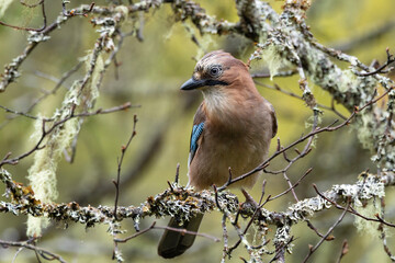 Close-up of a Eurasian jay perched in an old-growth forest in Valtavaara near Kuusamo, Northern Finland