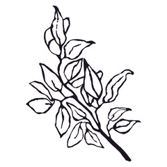 Vector Black and White Illustration of Plant Isolated on White Background