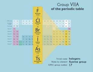 Halogens. Group 17 (6A) of the Periodic Table of Elements. Fluorine, chlorine, iodine, astatine, tennessine. Chemistry study poster. Vector