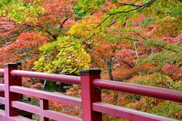 秋の景色　紅葉　弥彦公園もみじ谷