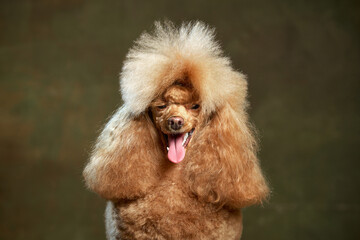 Portrait of adorable purebred poodle posing with tongue sticking out isolated over vintage green studio background. Concept of domestic animals, care, vet