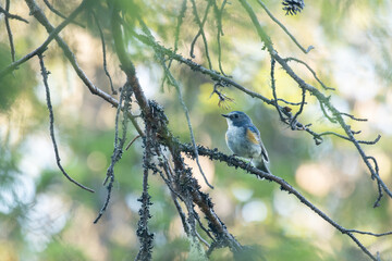 Close-up of colorful male Red-flanked bluetail, Tarsiger cyanurus perched in a summery taiga forest in Valtavaara near Kuusamo, Northern Finland	
