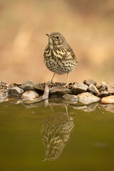 Song thrush drinking at a natural water point within a Mediterranean forest with the last lights of an autumn day