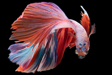 Fototapeta premium Beautiful movement of red white betta fish, Siamese fighting fish, Betta splendens isolated on black background. Studio shot.