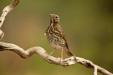 Song thrush on a branch within an oak and pine forest with the last light of an autumn day