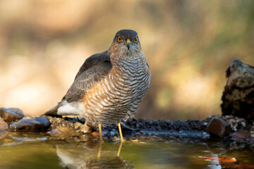 Adult male of Eurasian sparrow hawk at a natural water point within a Mediterranean forest with the first light of a late autumn day