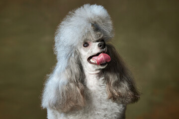 Portrait of adorable, grey, purebred poodle posing with tongue sticking out isolated over vintage green studio background. Concept of domestic animals, care, vet