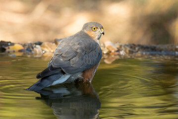 Adult male of Eurasian sparrow hawk at a natural water point within a Mediterranean forest with the first light of a late autumn day