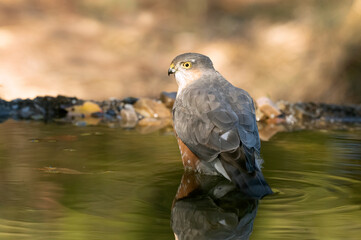 Adult male Eurasian sparrowhawk bathing in a natural water point in an oak and pine forest with autumn lights