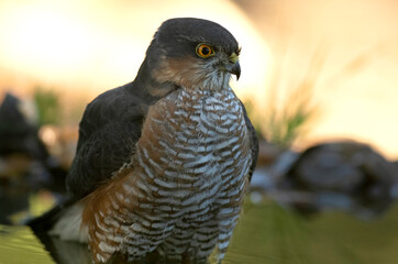Adult male of Eurasian sparrowhawk kissing and drinking at a naturan water point within a Mediterranean forest with the last light of an autumn day