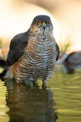 Adult male of Eurasian sparrow hawk at a natural water point within a Mediterranean forest with the first light of a late autumn day