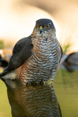 Adult male Eurasian sparrowhawk bathing in a natural water point in an oak and pine forest with autumn lights