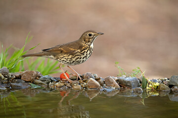 Song thrush drinking at a natural water point within a Mediterranean forest with the last lights of an autumn day