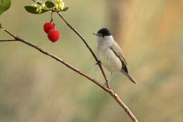 Common whitethroat male on a branch of a strawberry tree with fruits inside a Mediterranean forest with the first light of a cold day in late autumn