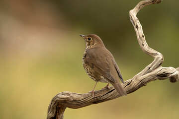 Song thrush on a perch within an oak and pine forest at first light on a cold late autumn day