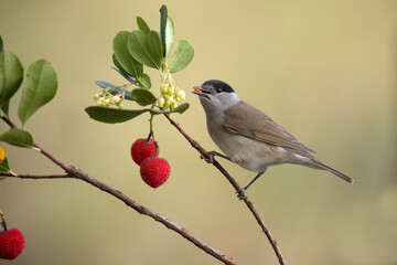 Common whitethroat male on a branch of a strawberry tree with fruits inside a Mediterranean forest with the first light of a cold day in late autumn