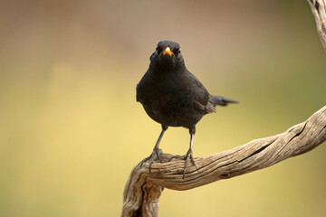 Common blackbird on a perch within an oak and pine forest with the last light of an autumn day