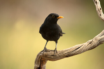 Common blackbird on a perch within an oak and pine forest with the last light of an autumn day