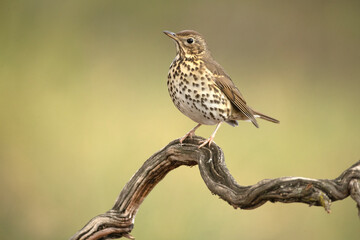 Song thrush on a perch within an oak and pine forest at first light on a cold late autumn day