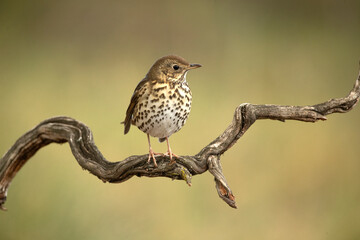 Song thrush on a perch within an oak and pine forest at first light on a cold late autumn day