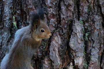 A close-up of Red squirrel in winter fur holding on to a Pine tree bark in a boreal forest in Estonia, Northern Europe