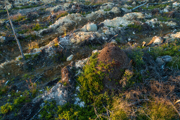 An aerial of a large anthill on a mineralized clear-cut area near Hossa, Northern Finland