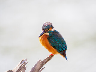 たたずむカワセミ