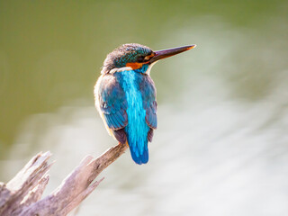 たたずむカワセミ