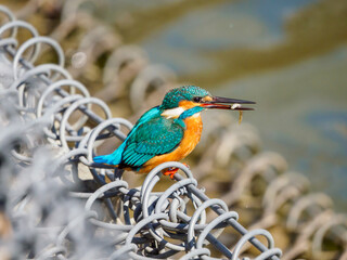 小魚を咥えたカワセミ