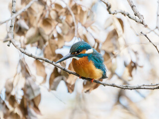 狙いを定めるカワセミ