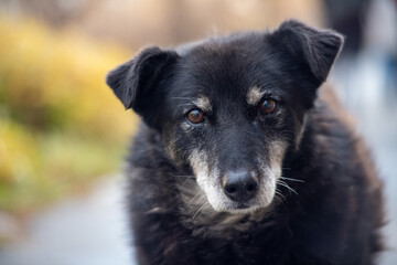 Fototapeta premium Black elderly dog staring into camera