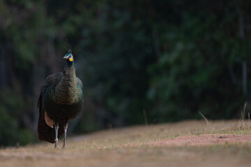Portrait of beautiful green peacock in the forest