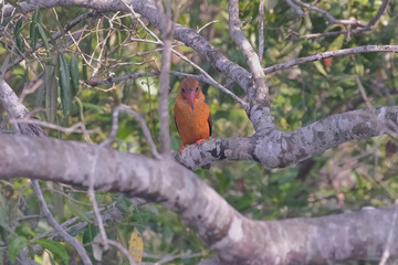 Brown-winged Kingfisher