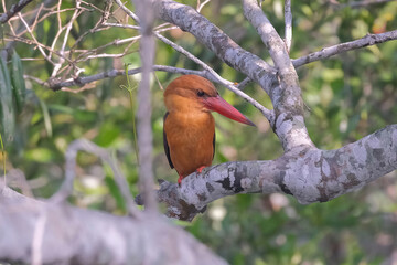 Brown-winged Kingfisher