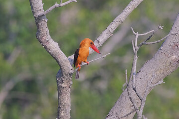Brown-winged Kingfisher