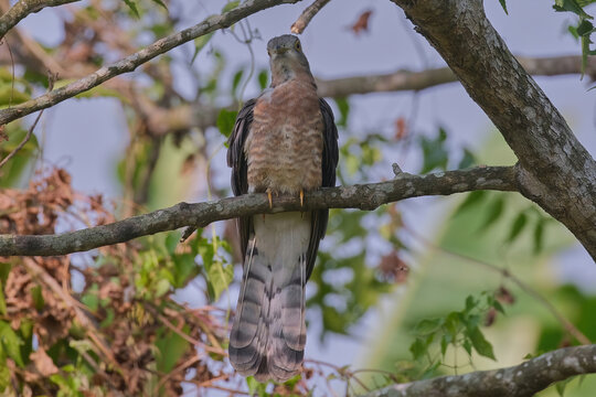 common hawk-cuckoo