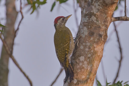 Streak-throated woodpecker