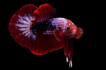 Beautiful movement of red white betta fish, Siamese fighting fish, Betta splendens isolated on black background. Studio shot.